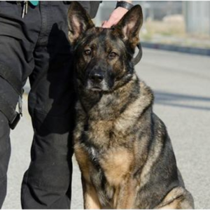 Hundeführer-Einheiten in Polizeikorps